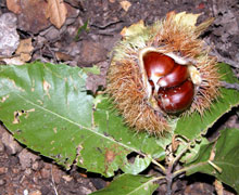 ch&acirc;taignes, ard&egrave;che